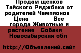 Продам щенков Тайского Риджбека от родителей Чемпионов › Цена ­ 30 000 - Все города Животные и растения » Собаки   . Новосибирская обл.